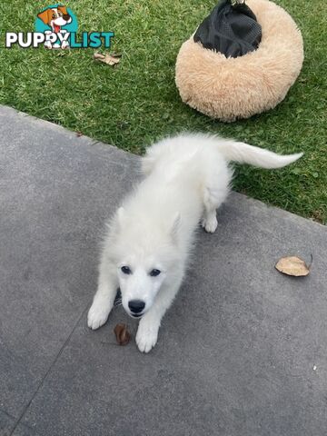 PURE JAPANESE SPITZ PUPPY
