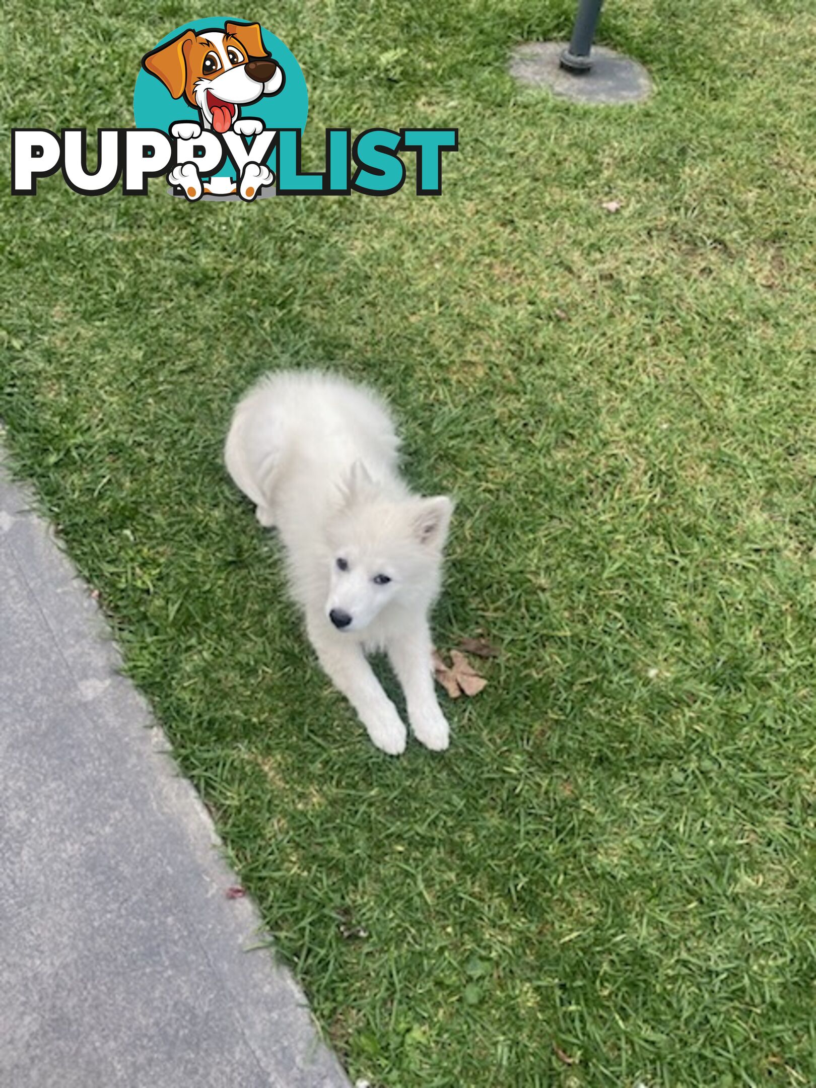 PURE JAPANESE SPITZ PUPPY