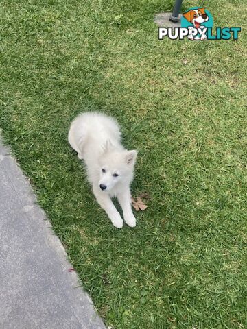 PURE JAPANESE SPITZ PUPPY