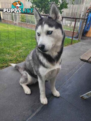 PUREBREED SIBERIAN HUSKY