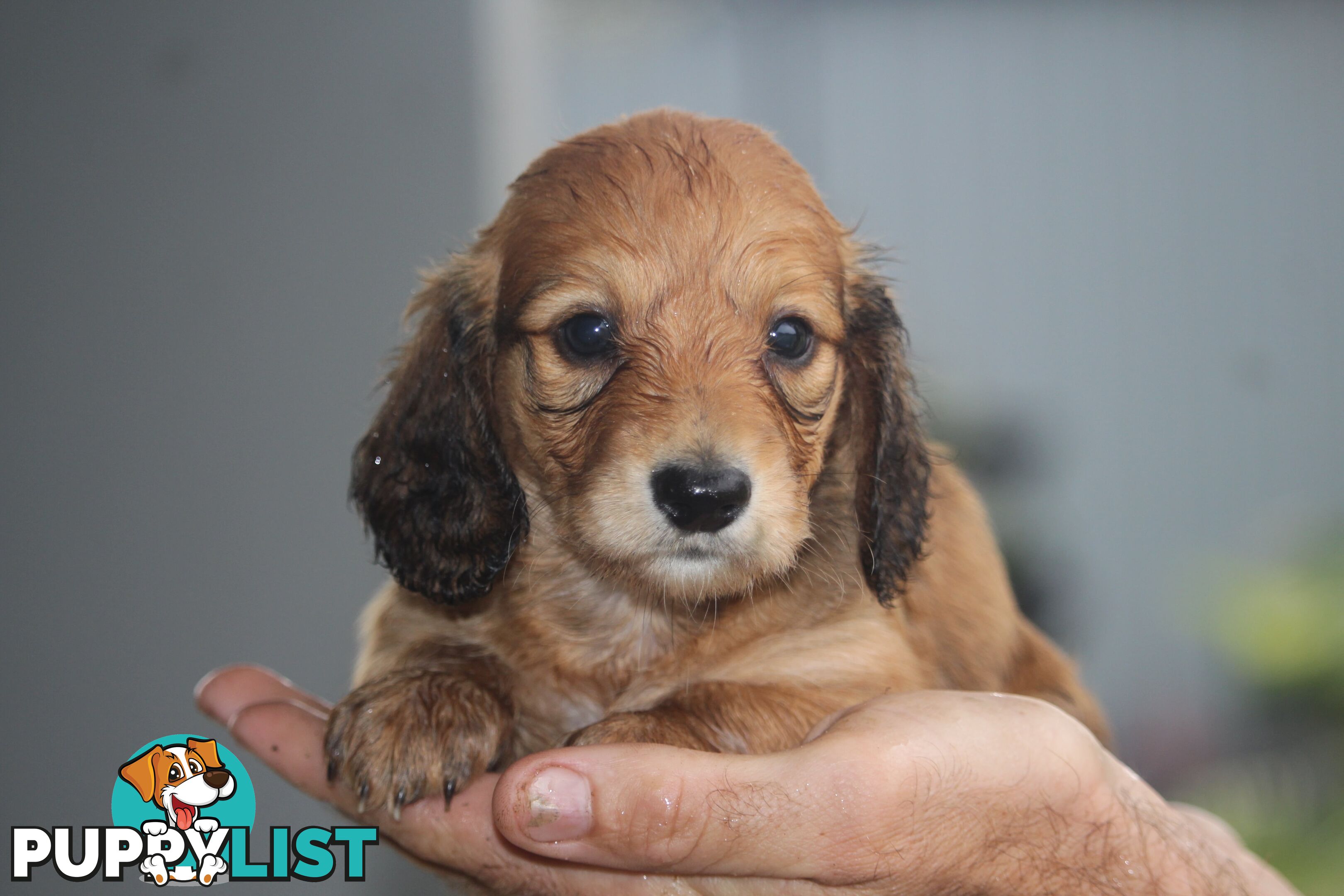 Purebred long hair and short hair mini dachshunds