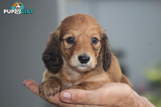 Purebred long hair and short hair mini dachshunds