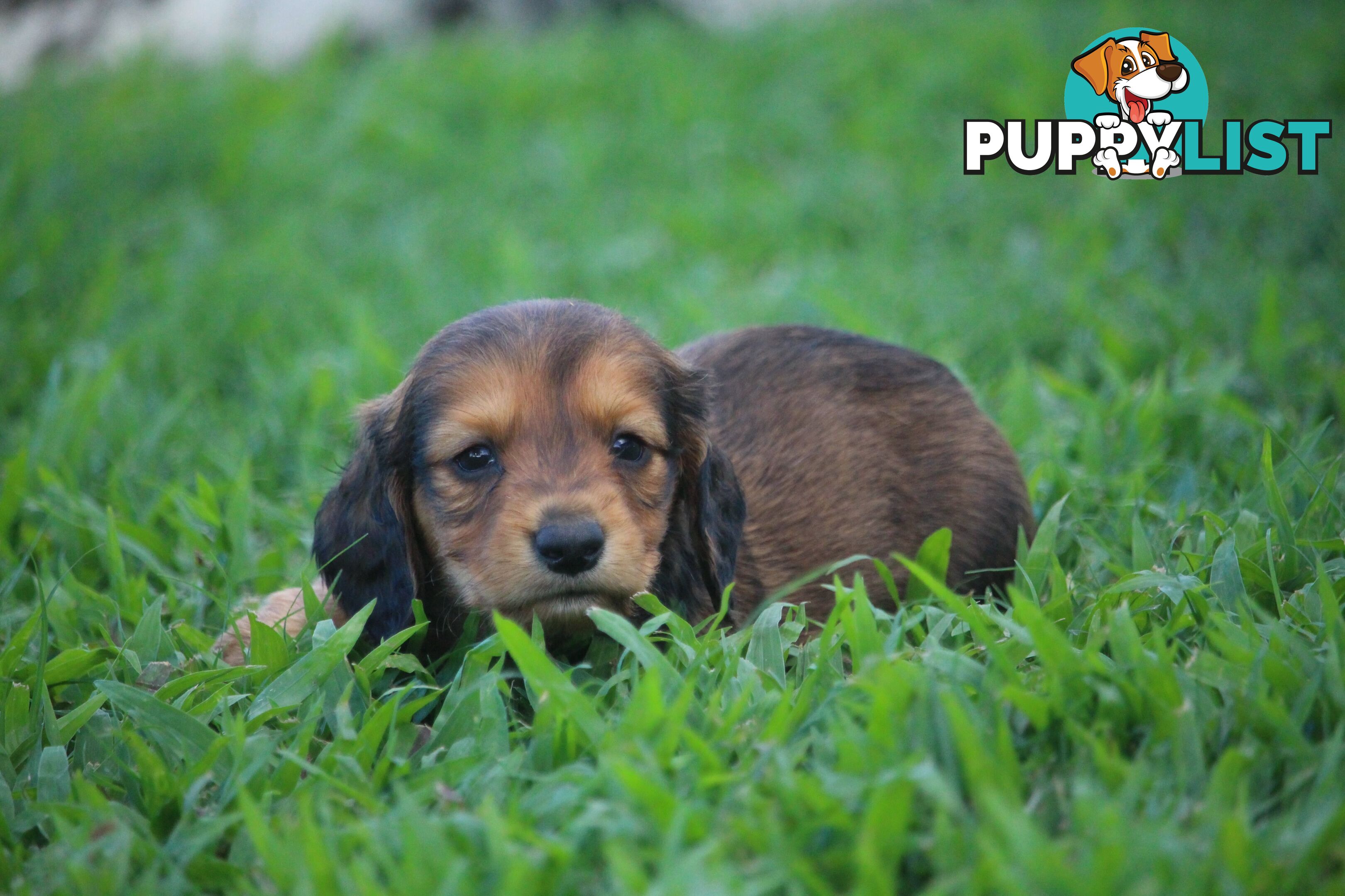 Purebred long hair and short hair mini dachshunds