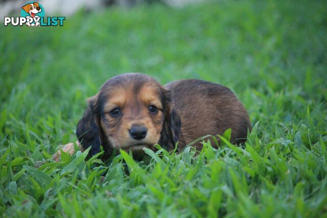 Purebred long hair and short hair mini dachshunds