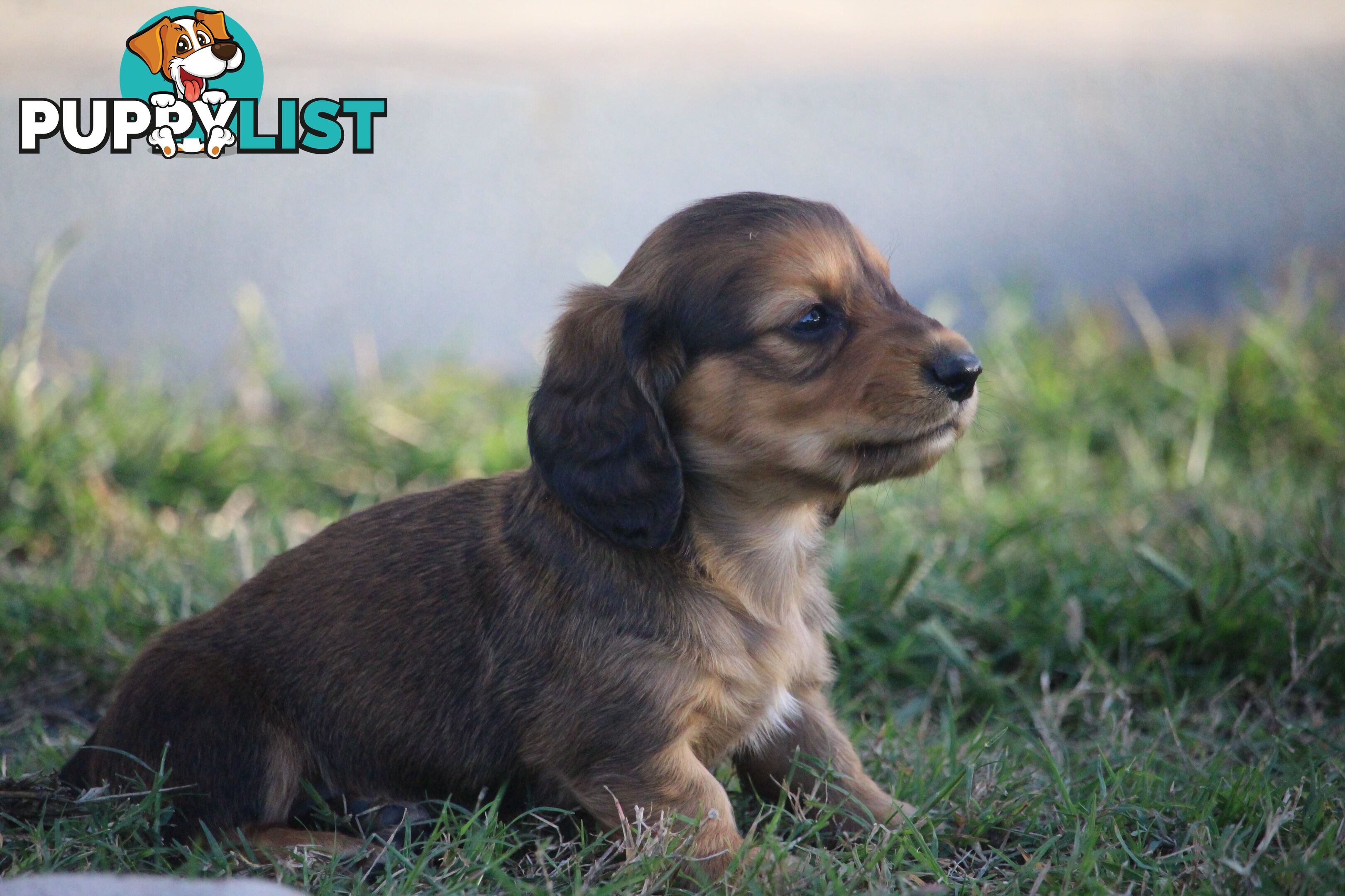 Purebred long hair and short hair mini dachshunds