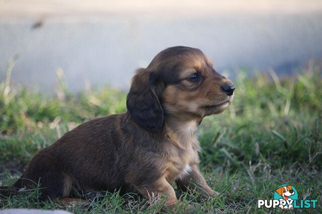 Purebred long hair and short hair mini dachshunds