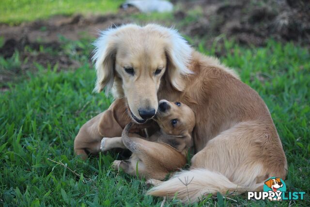 Purebred long hair and short hair mini dachshunds