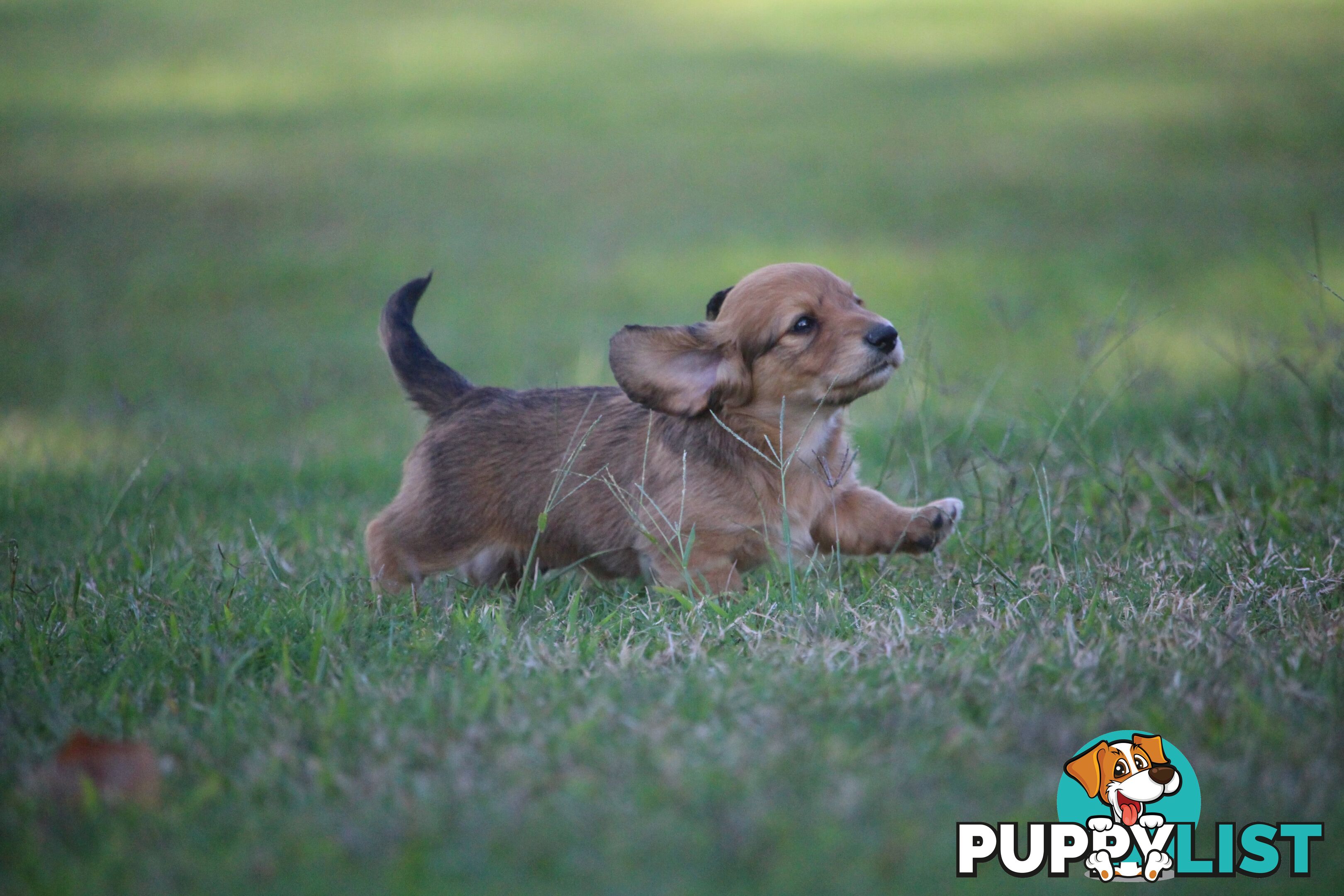 Purebred long hair and short hair mini dachshunds