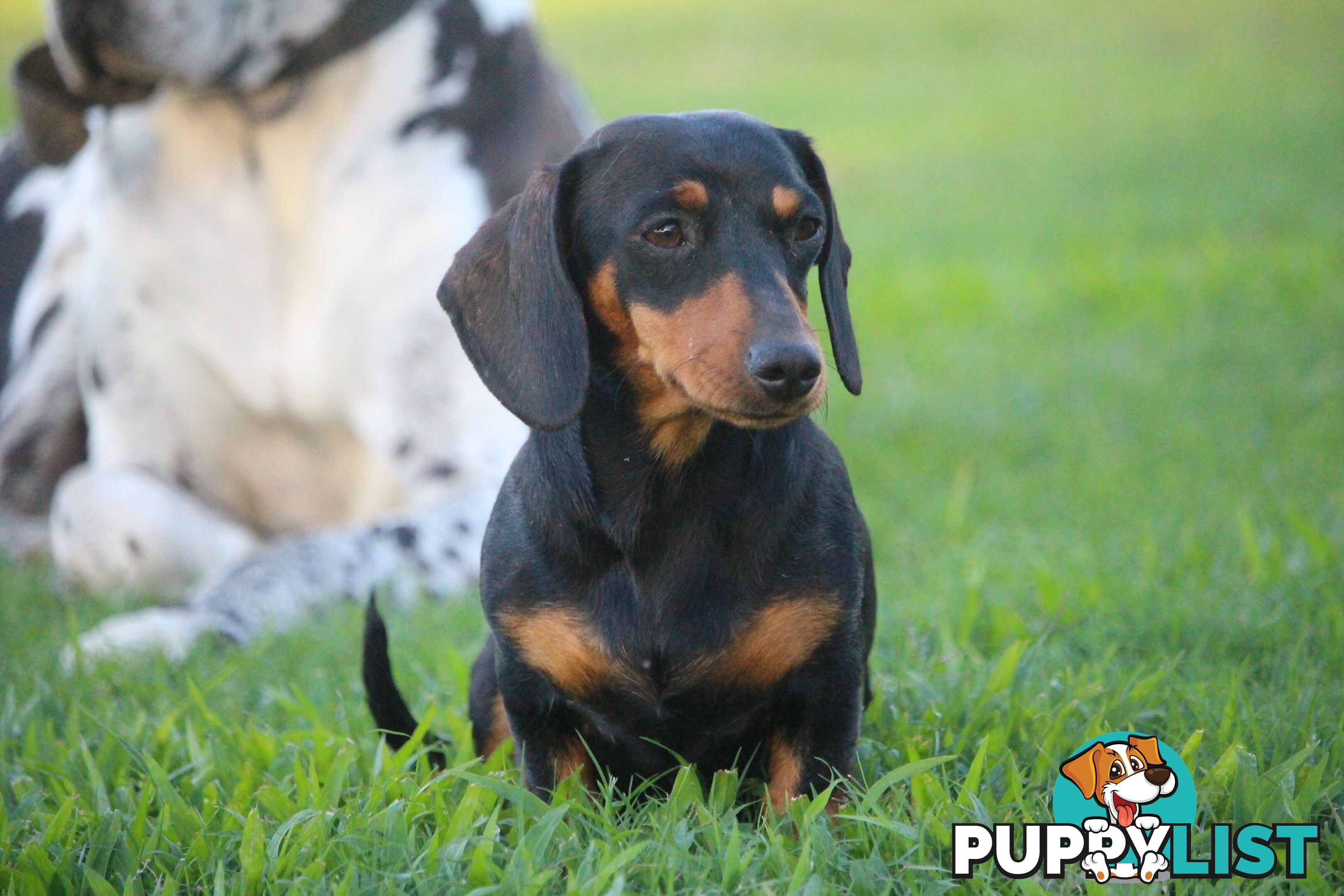 Purebred long hair and short hair mini dachshunds