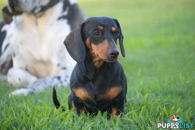 Purebred long hair and short hair mini dachshunds