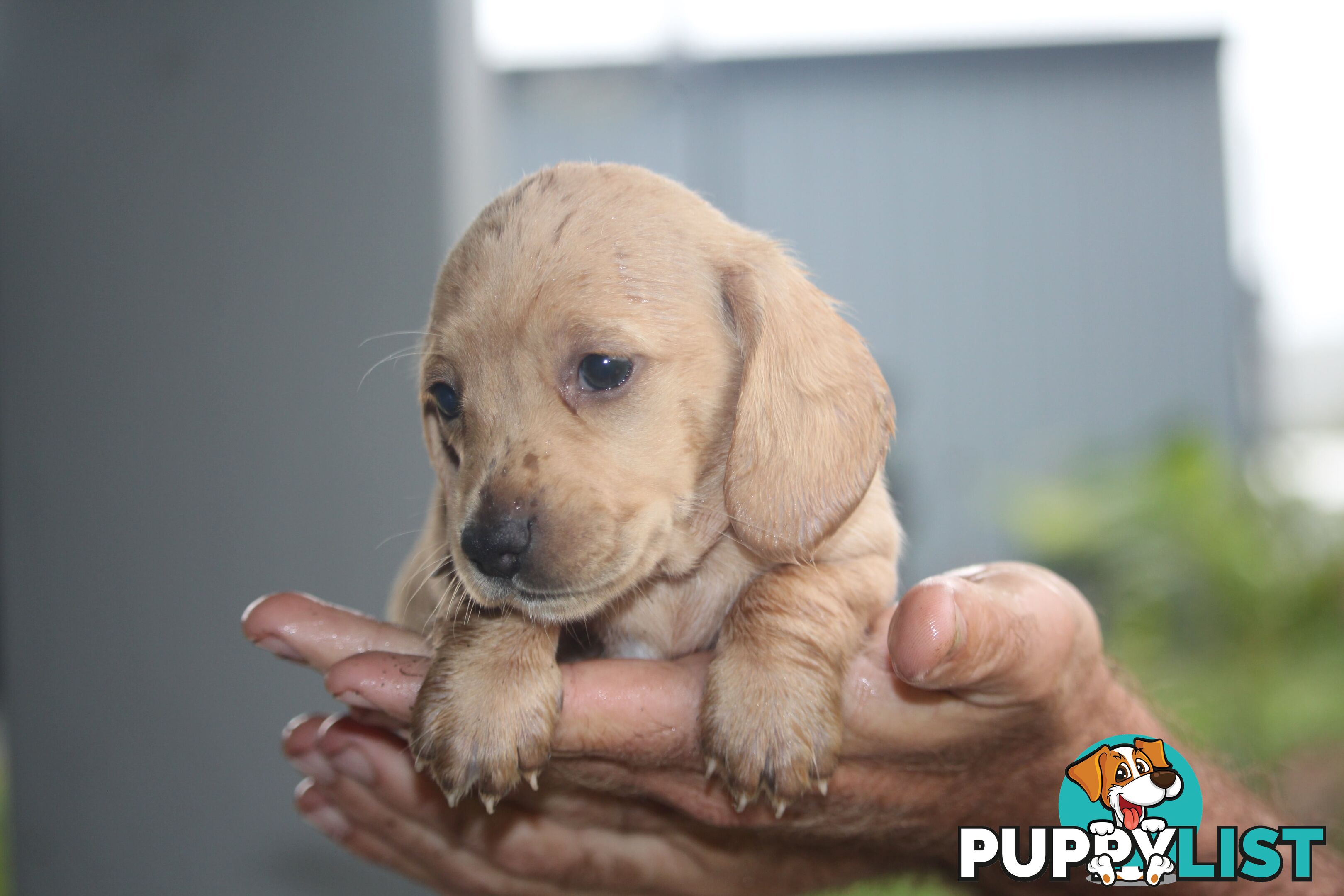 Purebred long hair and short hair mini dachshunds