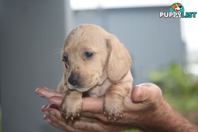 Purebred long hair and short hair mini dachshunds