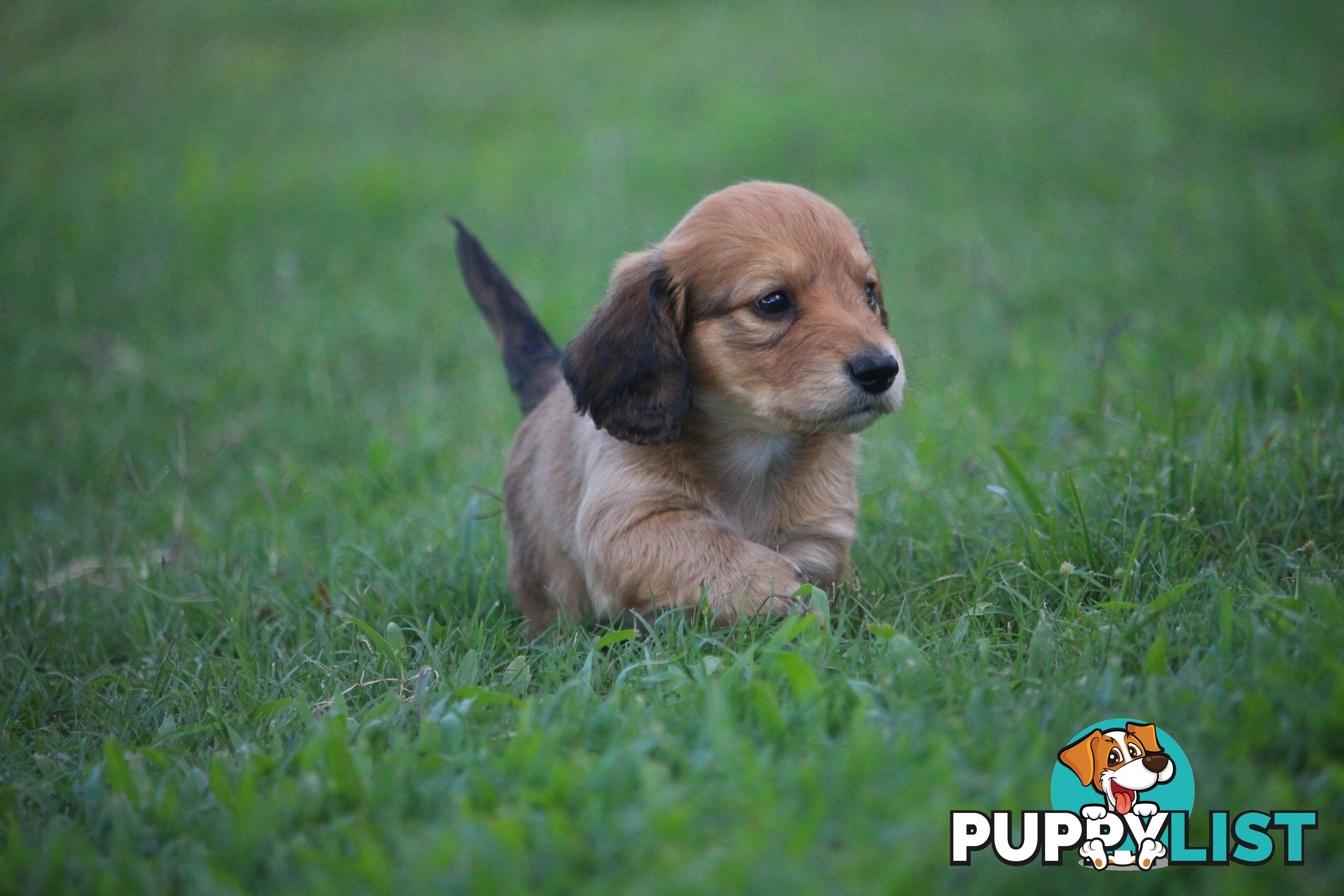 Purebred long hair and short hair mini dachshunds