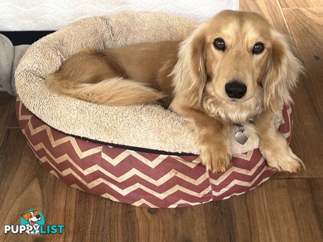 Purebred long hair and short hair mini dachshunds