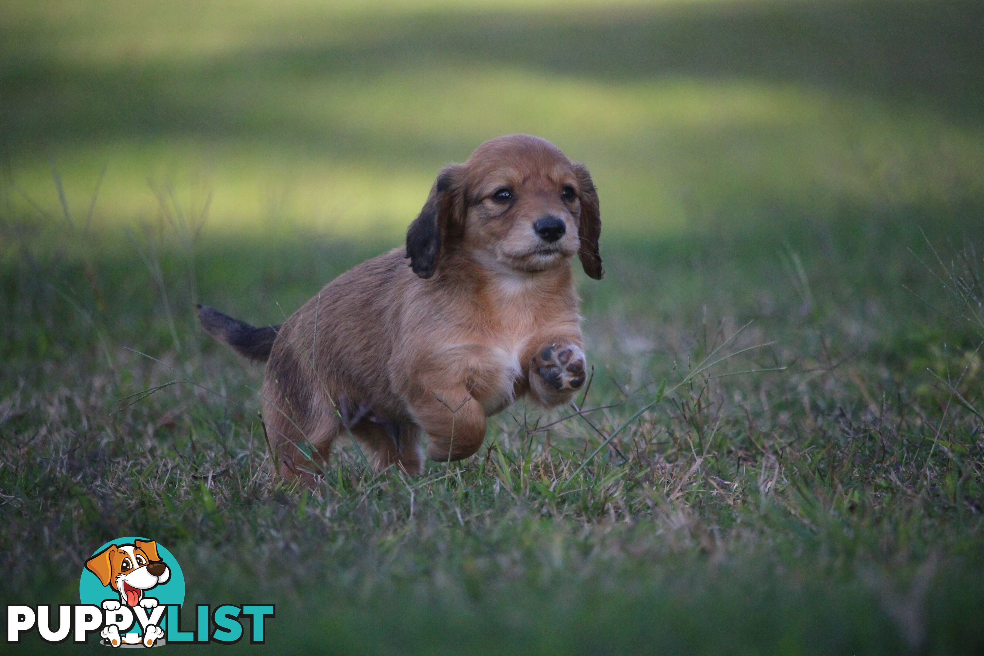 Purebred long hair and short hair mini dachshunds