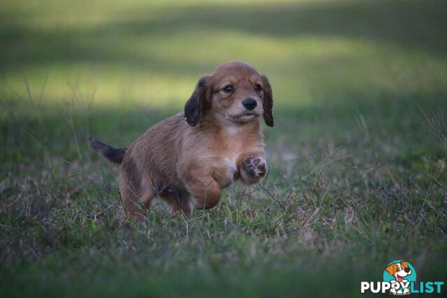 Purebred long hair and short hair mini dachshunds