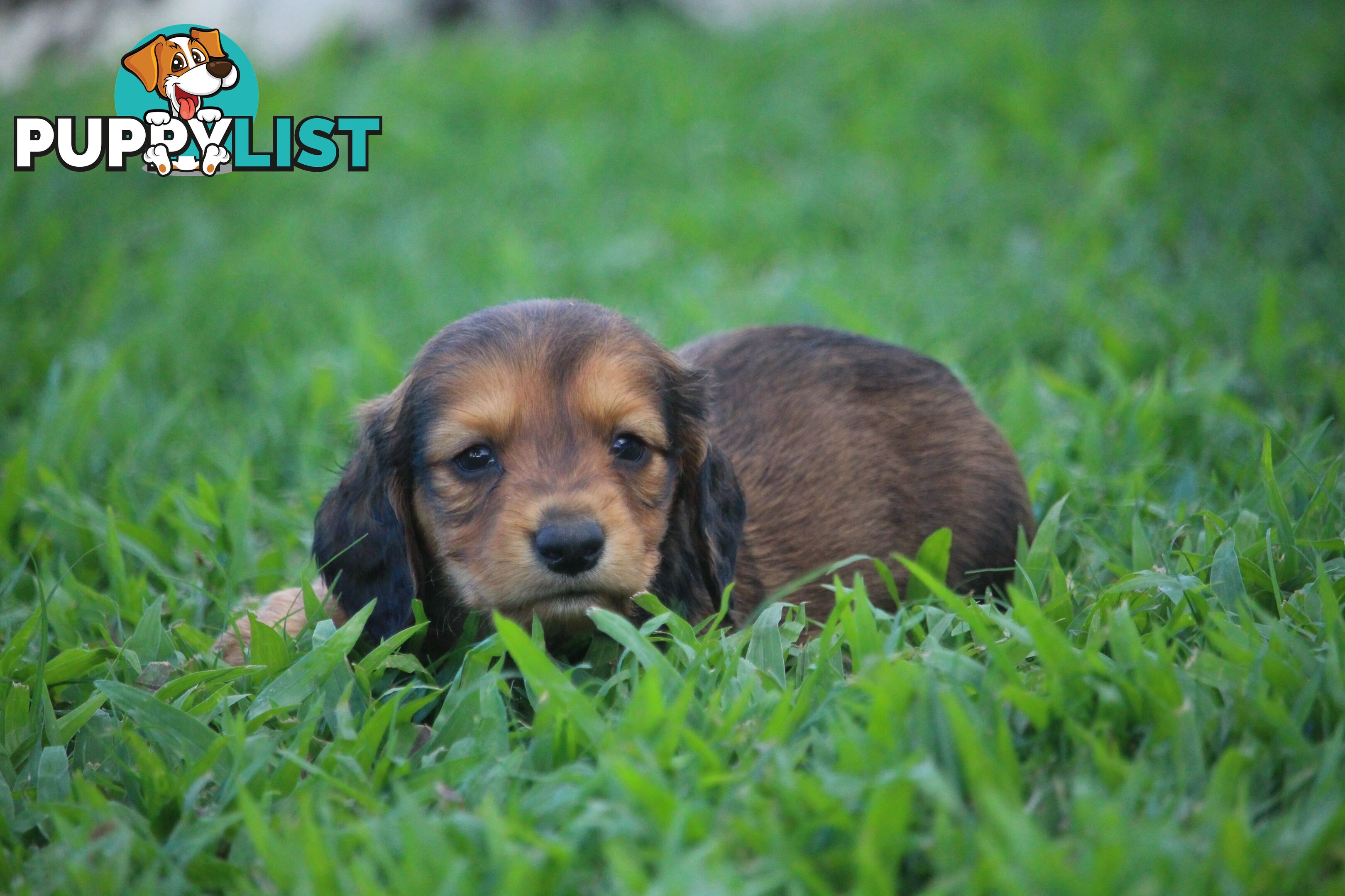 Purebred long hair and short hair mini dachshunds