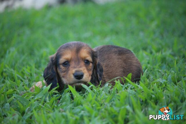 Purebred long hair and short hair mini dachshunds