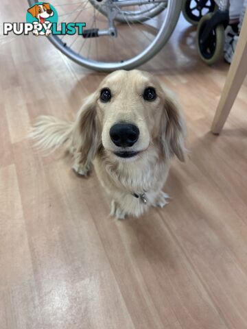 Purebred long hair and short hair mini dachshunds