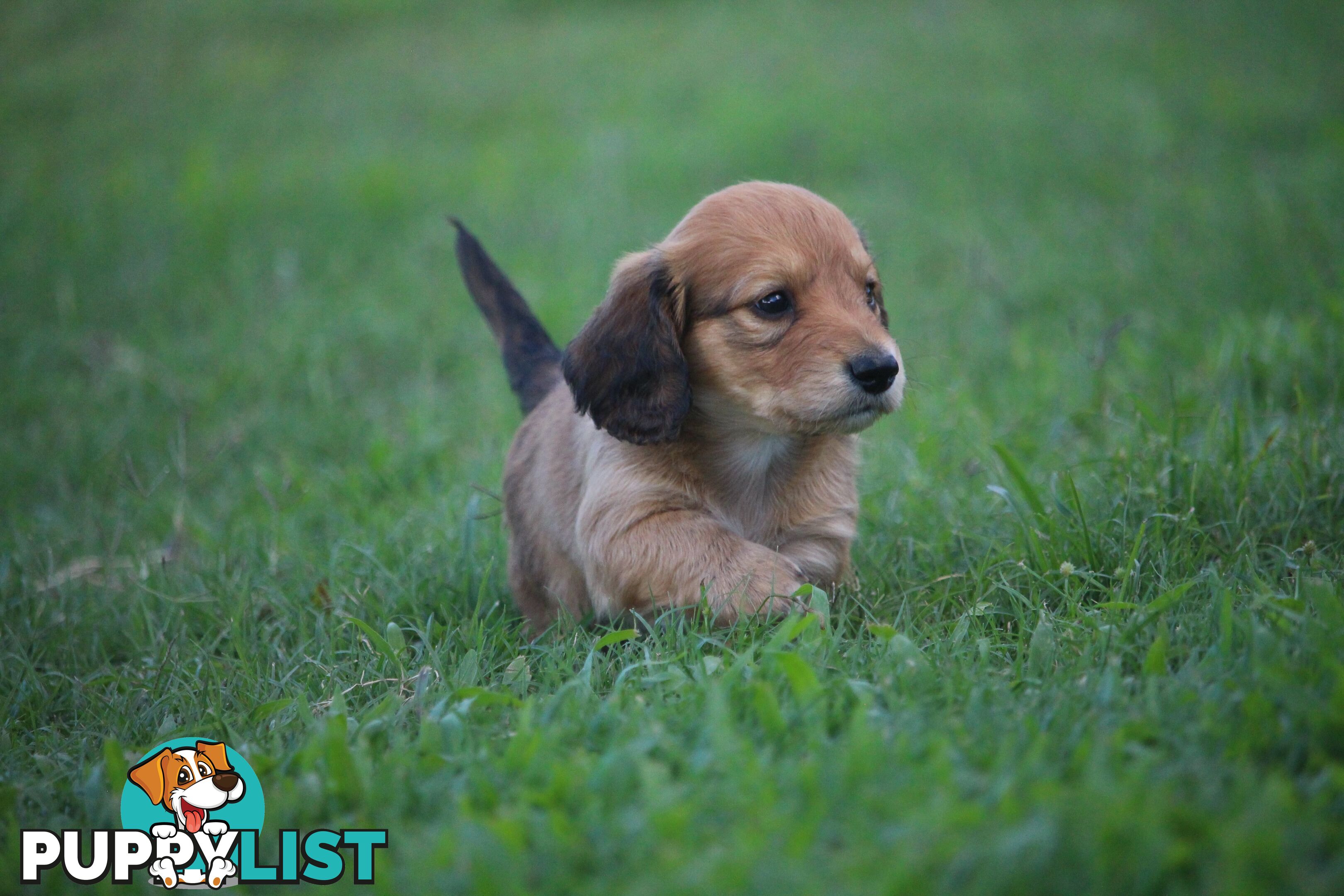 Purebred long hair and short hair mini dachshunds