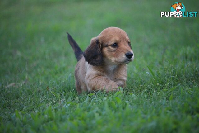 Purebred long hair and short hair mini dachshunds