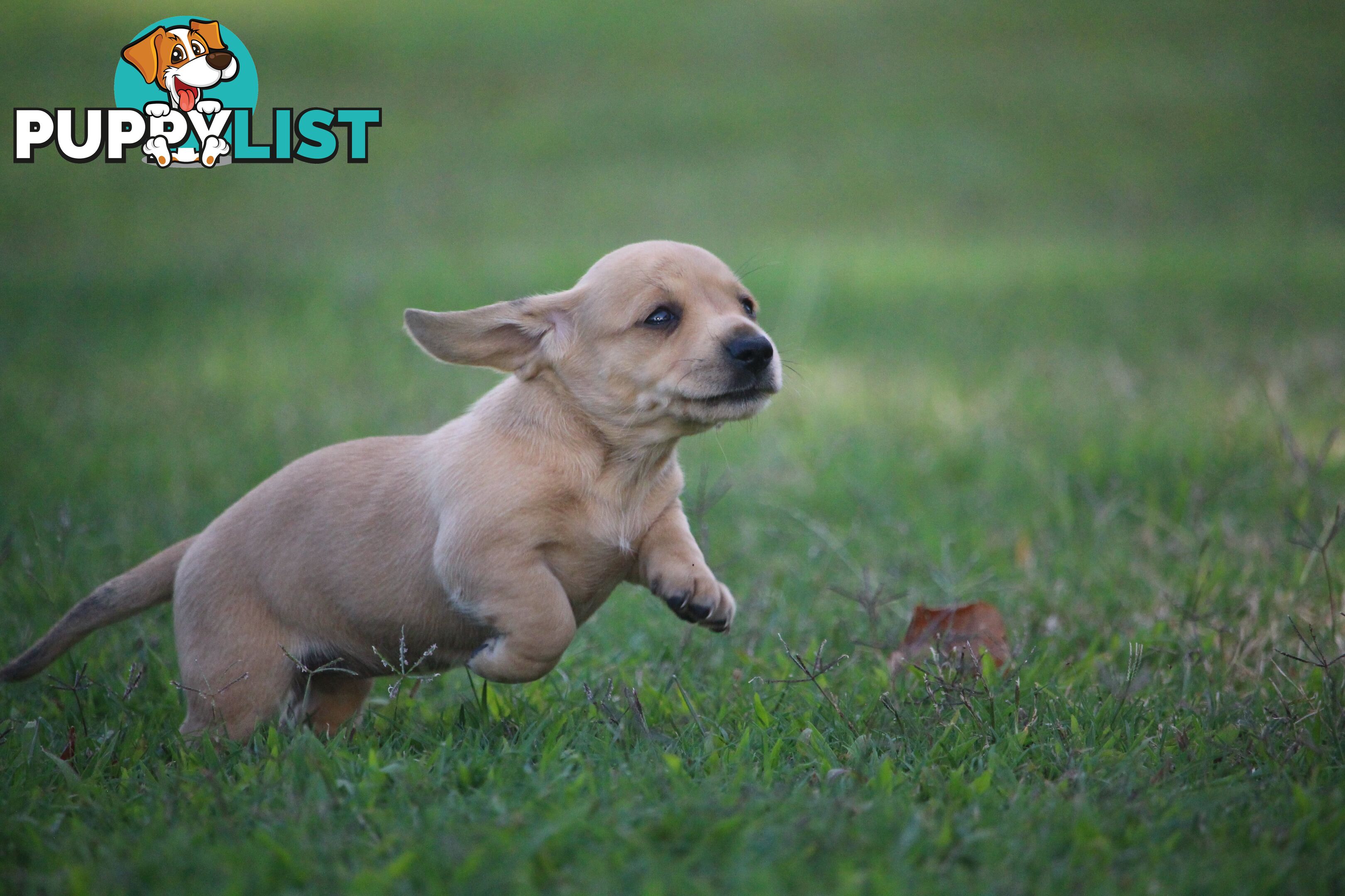 Purebred long hair and short hair mini dachshunds