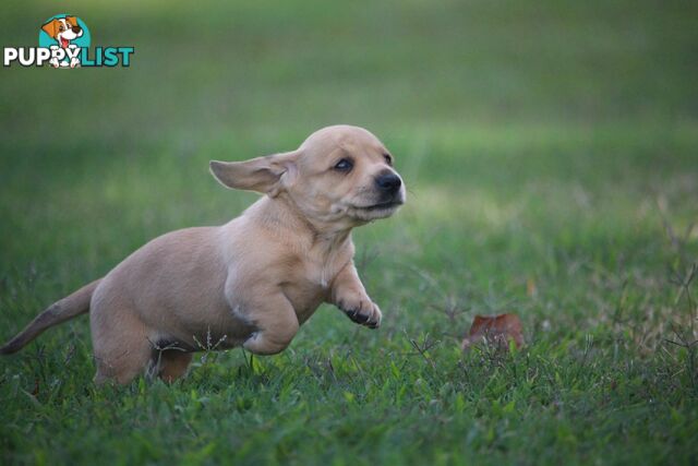 Purebred long hair and short hair mini dachshunds