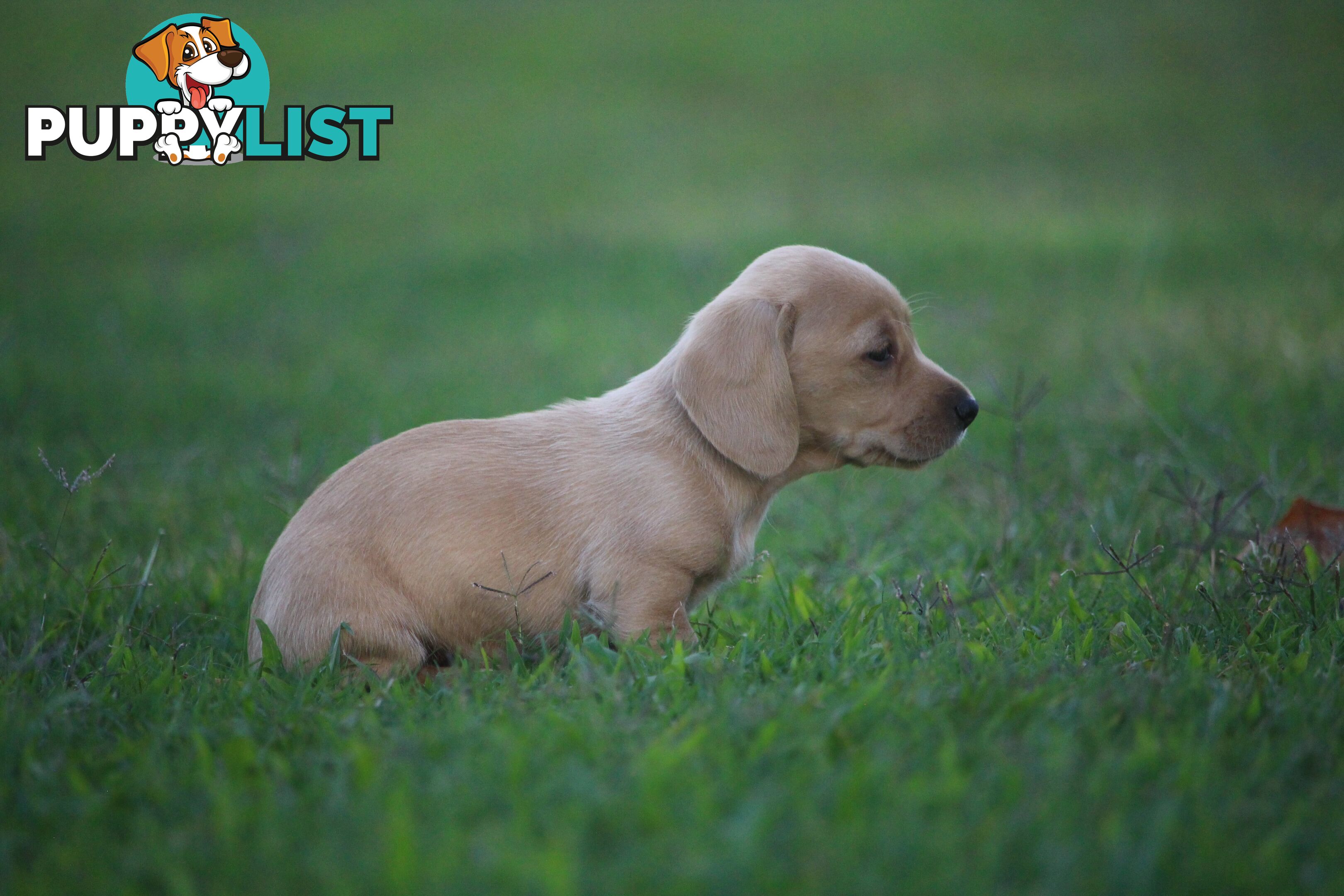 Purebred long hair and short hair mini dachshunds