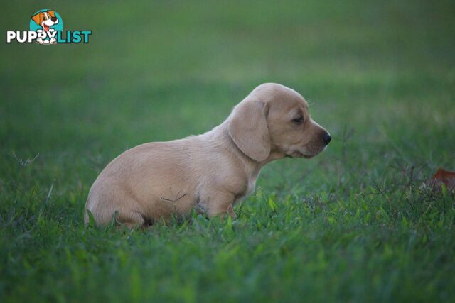 Purebred long hair and short hair mini dachshunds