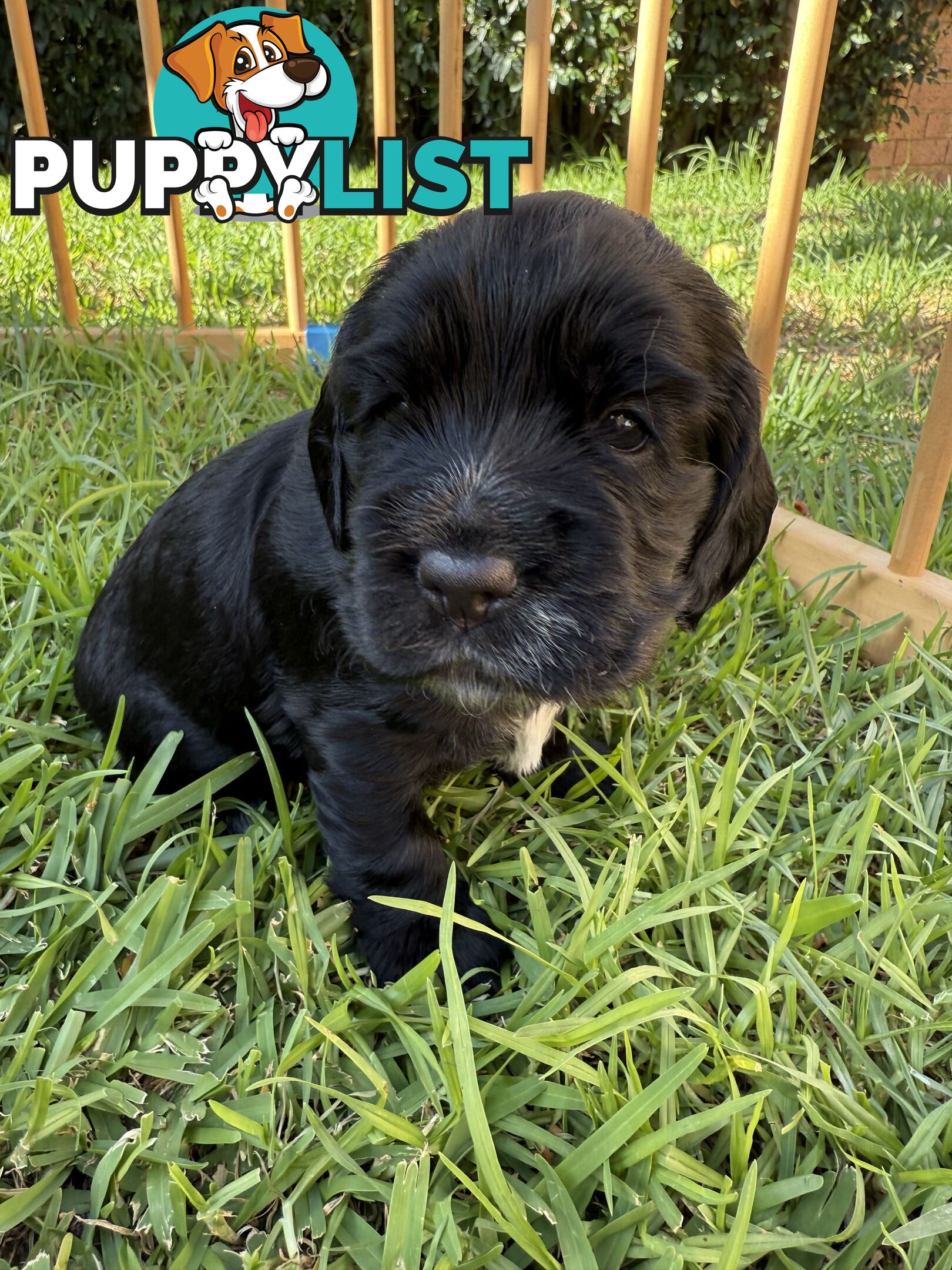 Cocker Spaniel Puppies FOR SALE