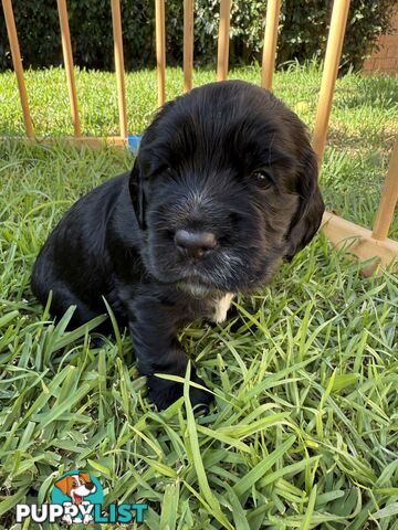 Cocker Spaniel Puppies FOR SALE