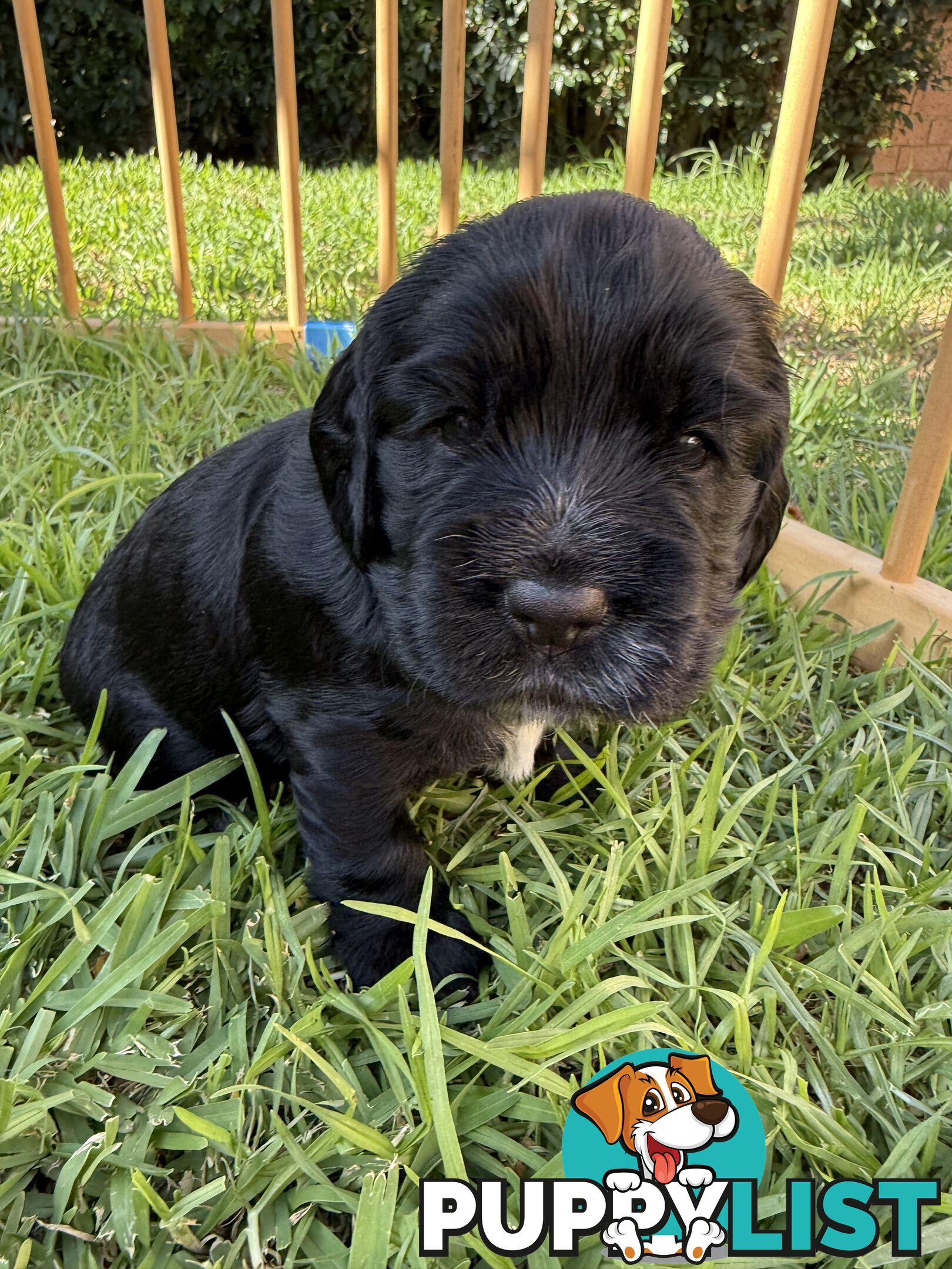 Cocker Spaniel Puppies FOR SALE