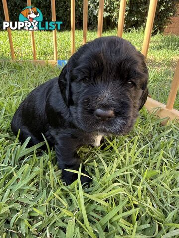 Cocker Spaniel Puppies FOR SALE