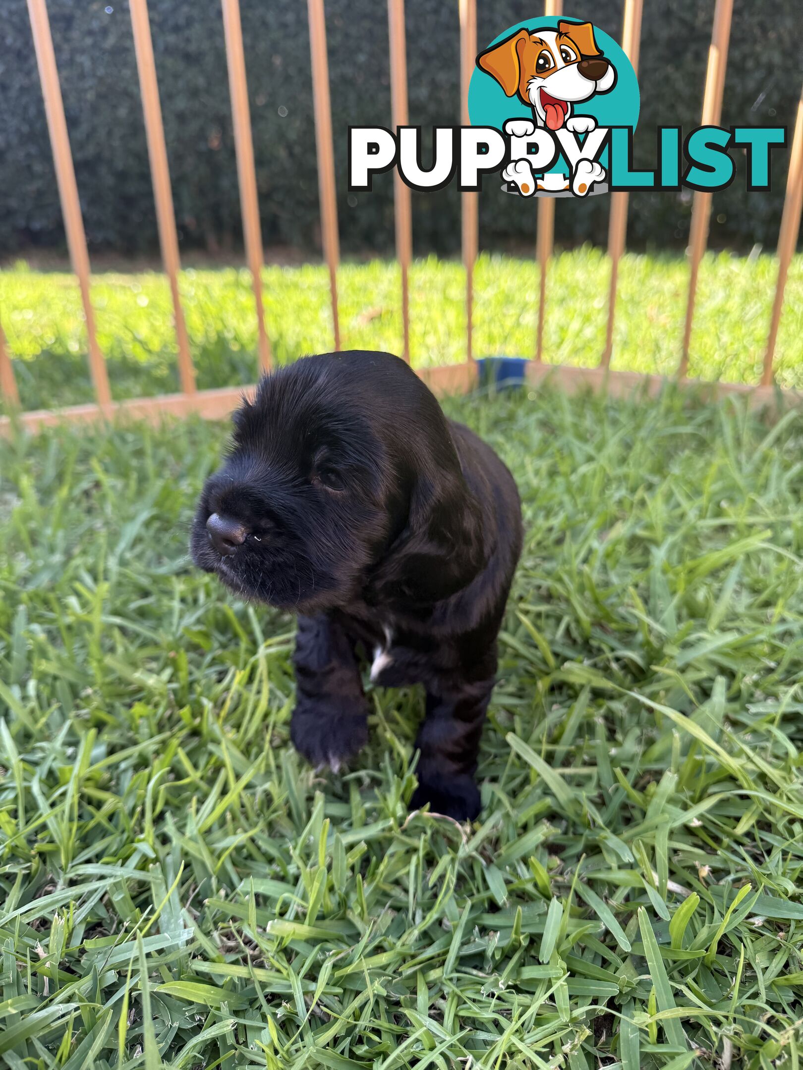 Cocker Spaniel Puppies FOR SALE