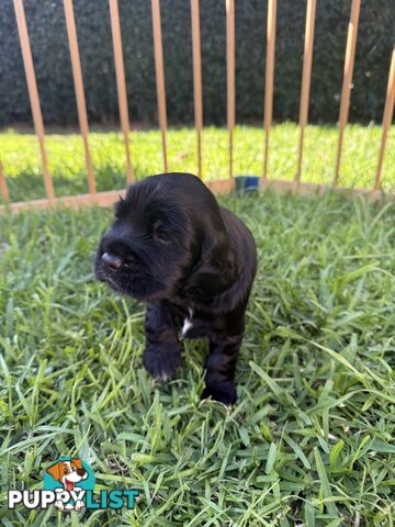 Cocker Spaniel Puppies FOR SALE