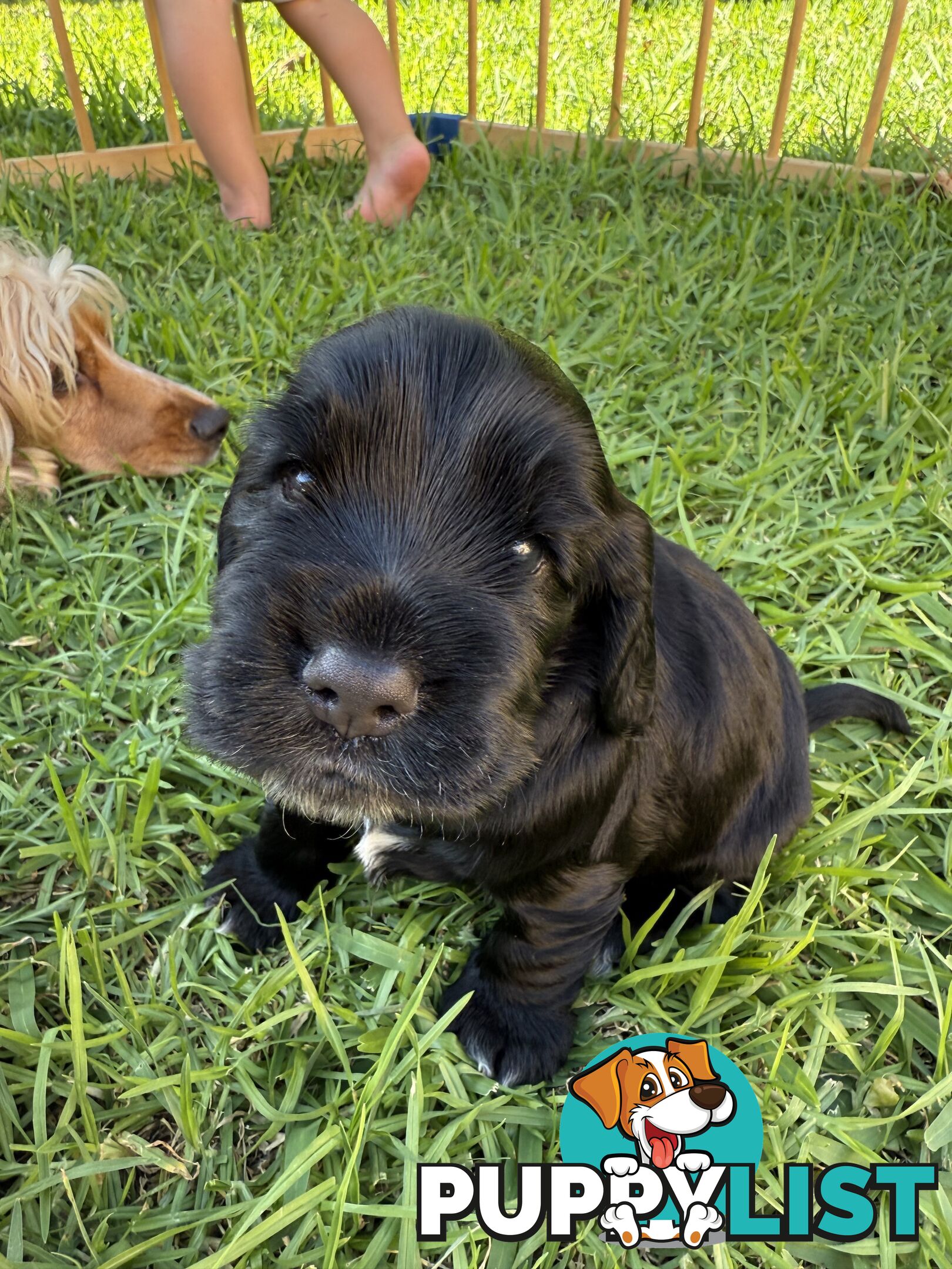 Cocker Spaniel Puppies FOR SALE