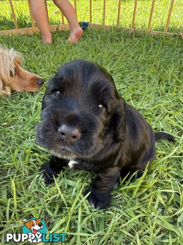 Cocker Spaniel Puppies FOR SALE