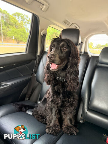 Cocker Spaniel Puppies FOR SALE