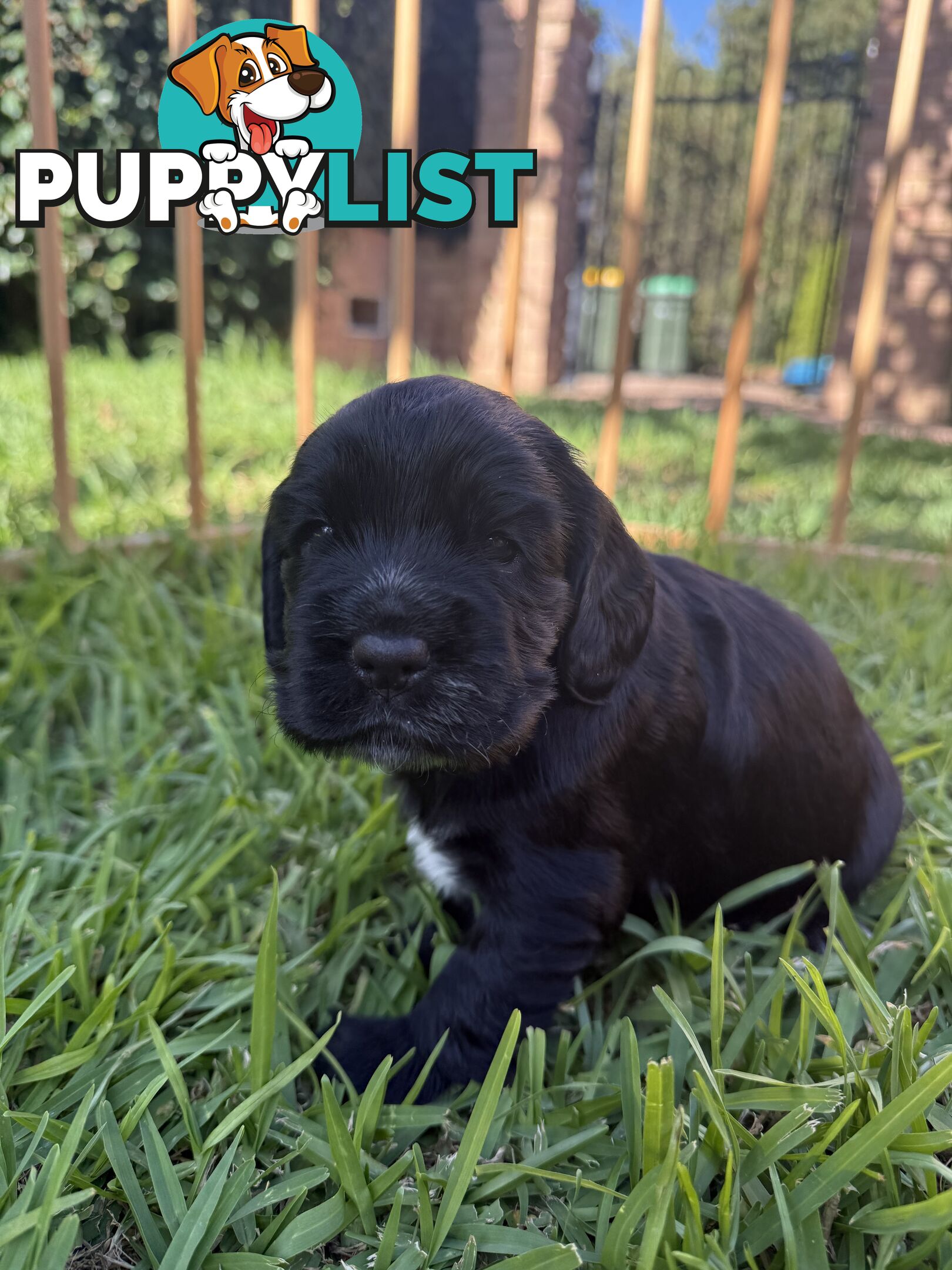 Cocker Spaniel Puppies FOR SALE