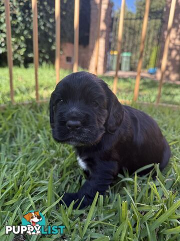 Cocker Spaniel Puppies FOR SALE