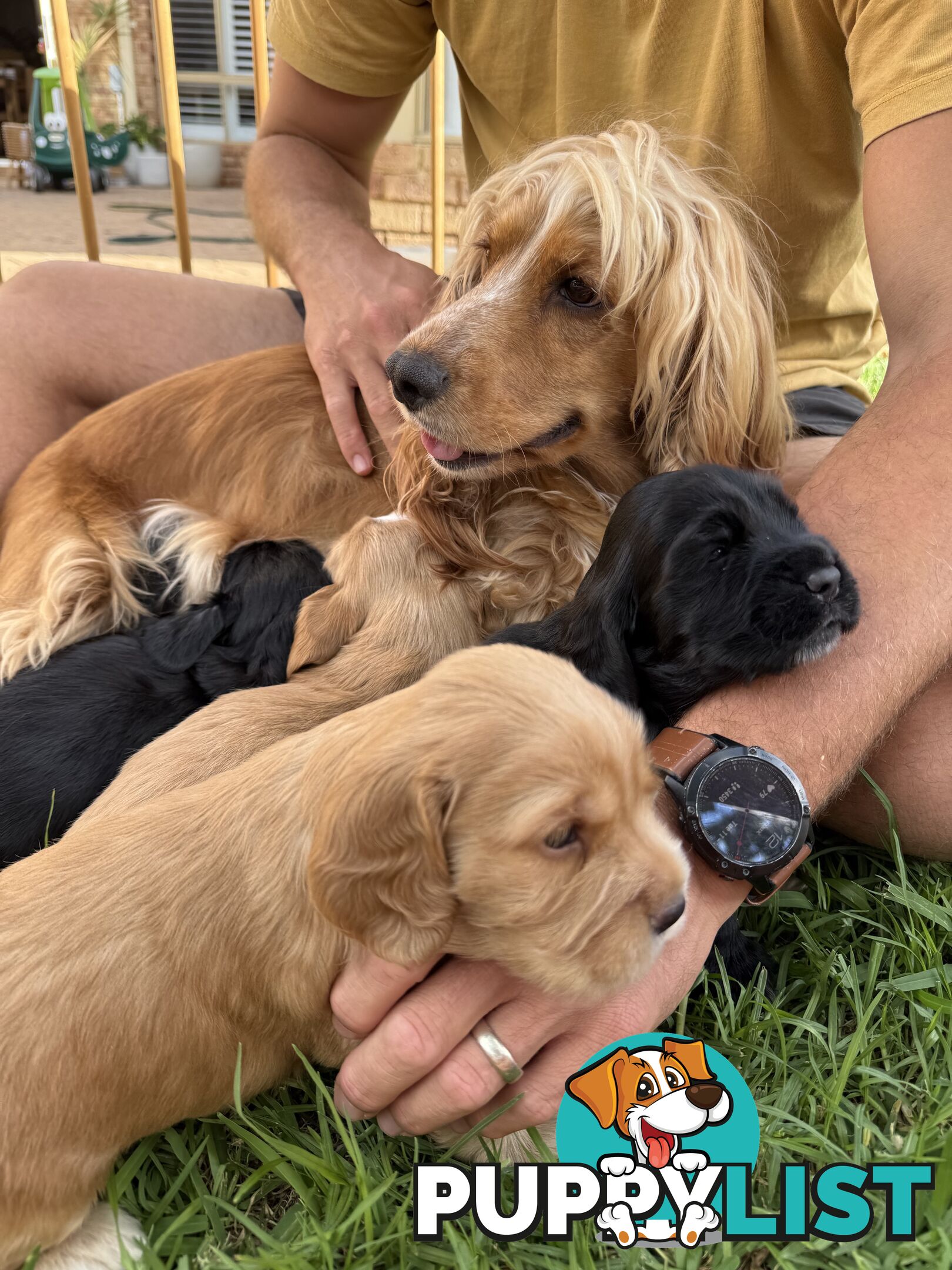 Cocker Spaniel Puppies FOR SALE