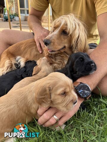 Cocker Spaniel Puppies FOR SALE