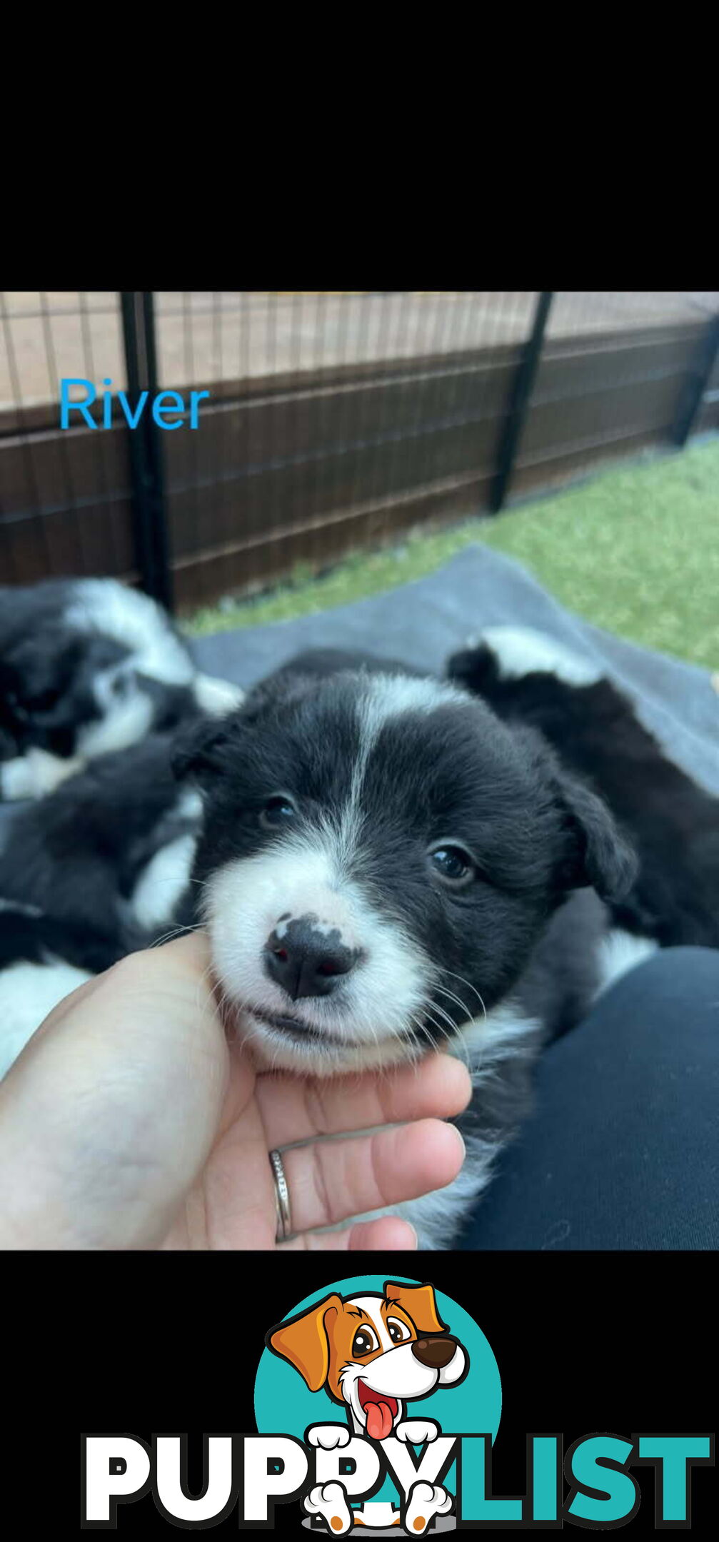 Pure bred Border Collie puppies
