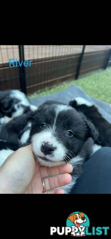 Pure bred Border Collie puppies