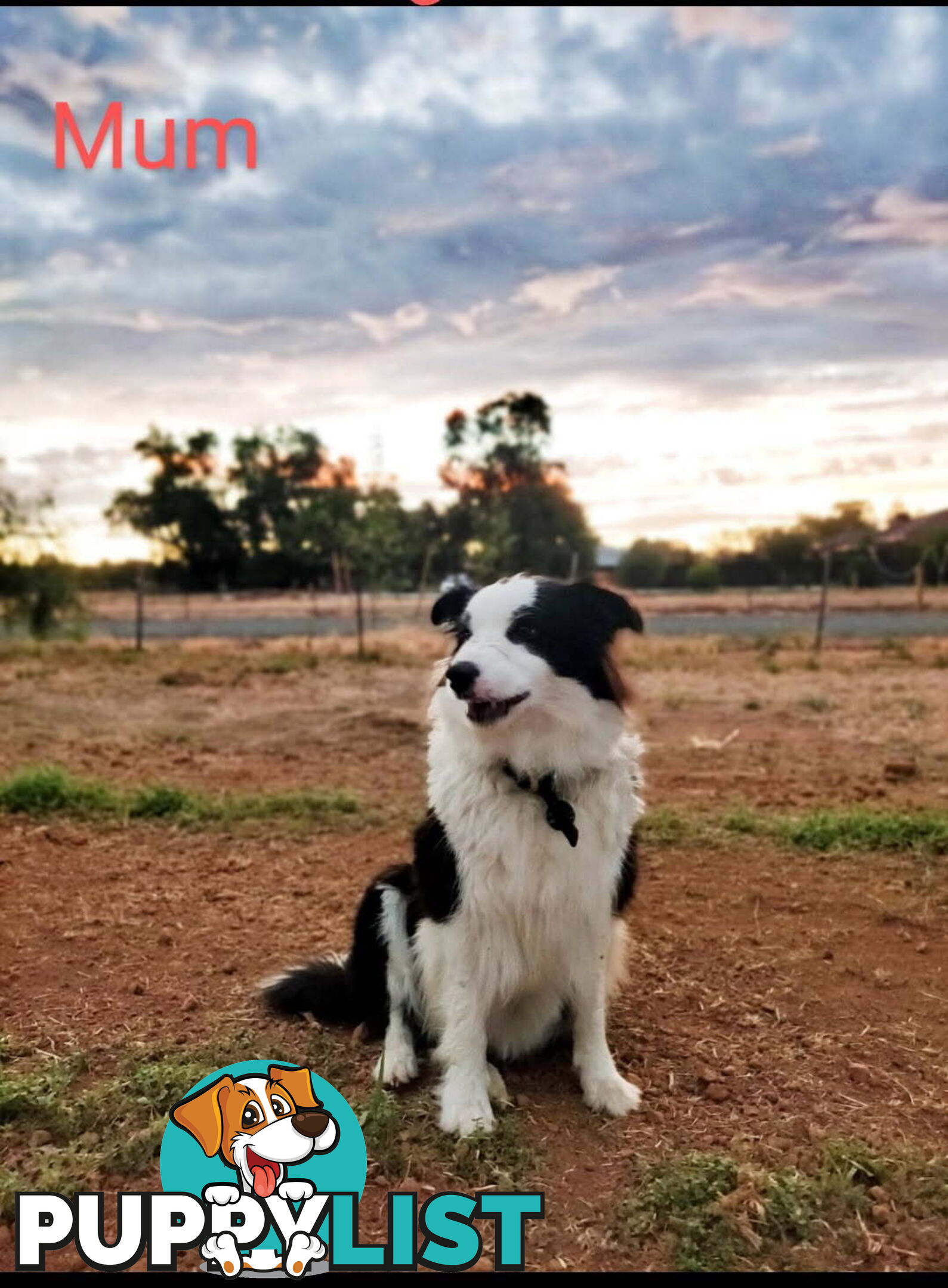 Pure bred Border Collie puppies