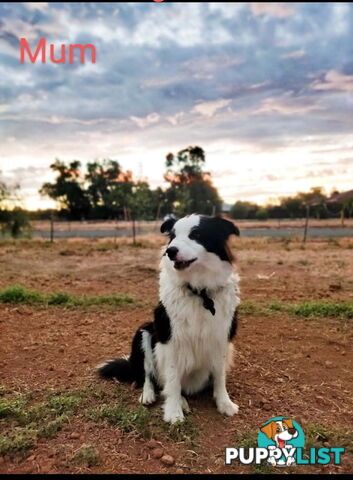 Pure bred Border Collie puppies