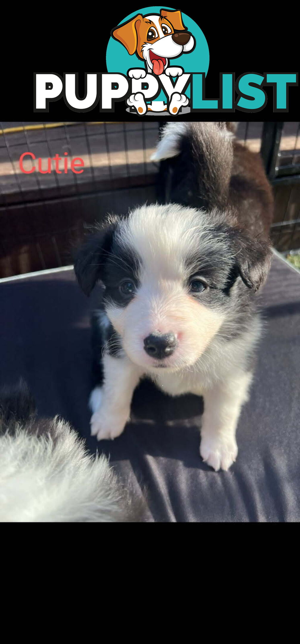 Pure bred Border Collie puppies