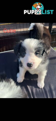 Pure bred Border Collie puppies