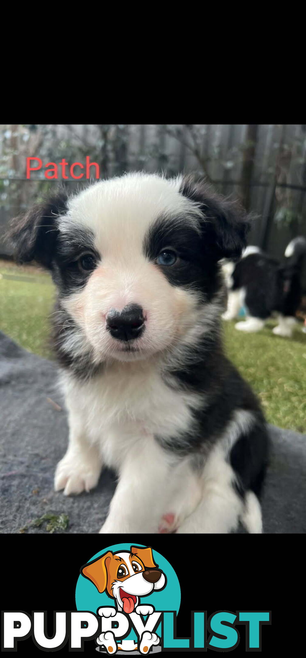 Pure bred Border Collie puppies