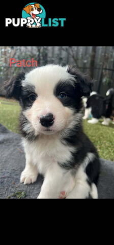 Pure bred Border Collie puppies